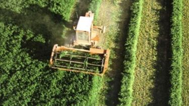 Cresud destinará unas 32 mil hectáreas en Brasil para la caña de azúcar y granos