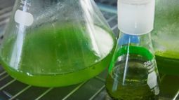 Aprobaron aumentos para el bioetanol y el biodiesel