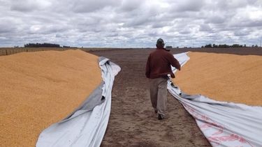 Alerta en el campo por roturas de silobolsas y ataques a caballos