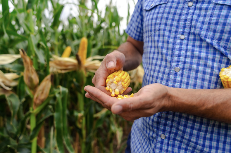Cómo acortar la permanencia del cultivo en el lote y resguardar la inversión agrícola.