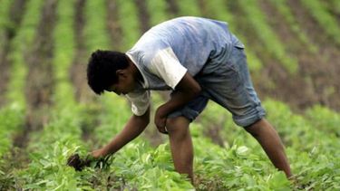 Renatea puso en blanco a 18 mil empleados rurales en tres meses