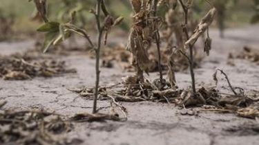 ¿Cómo atraviesa el productor la sequía en las distintas zonas?