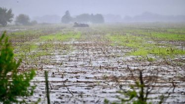 Se prevé que El Niño continúe durante el verano del hemisferio sur y hasta abril/junio (del 2024) con una probabilidad del 62%.