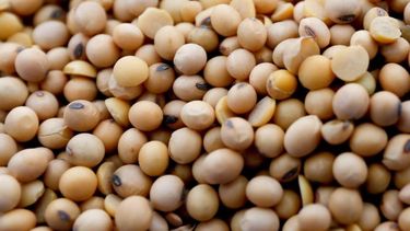 Argentina podrá aumentar sus exportaciones de porotos a México