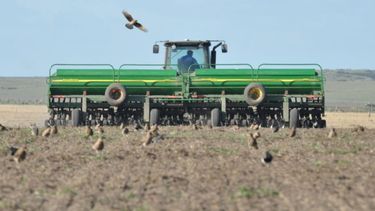 Estiman que la siembra de trigo alcanzará las 7 millones de hectáreas