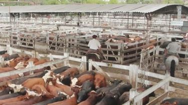 Liniers opera normalmente y garantiza el abastecimiento de carne