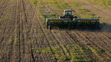 Remarcan que la siembra de trigo bajará un 50 por ciento