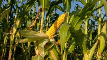 Las decisiones de manejo nutricional y densidad variable que maximizan el margen bruto.