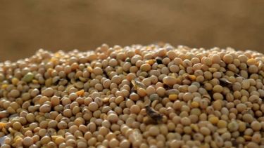 La soja aumentó unos 25 dólares en Chicago
