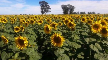 Los campos bonaerenses reportan rindes de girasol menores a lo esperado