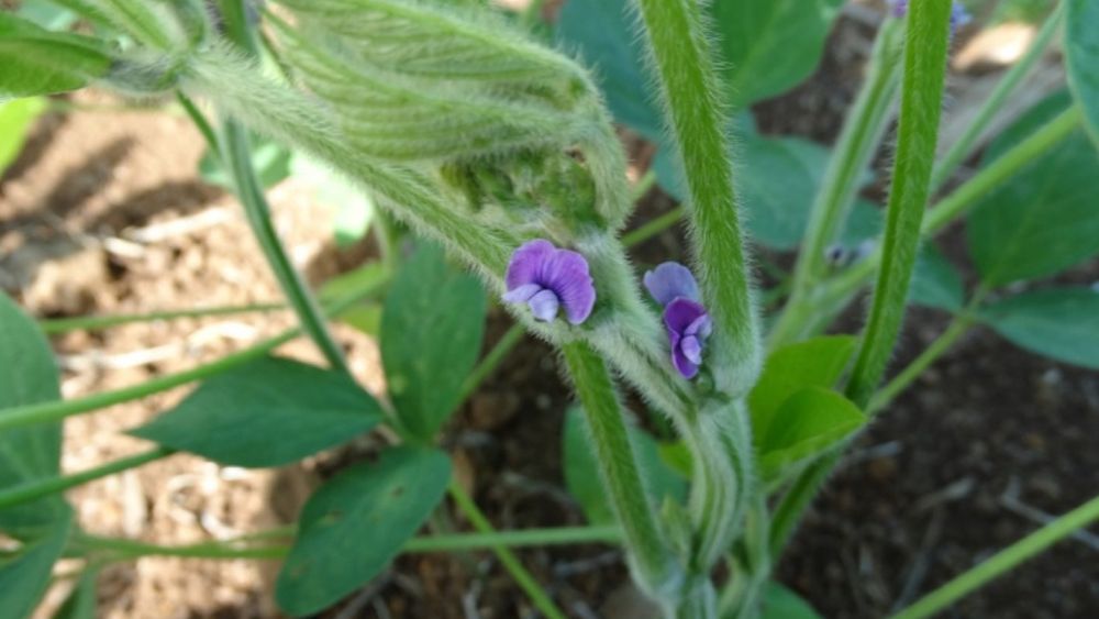 Soja resistente a la roya asiática.