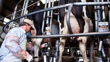 “Tanto tambos como industrias están al límite de sus posibilidades, sentenció el comunicado de la industria láctea.