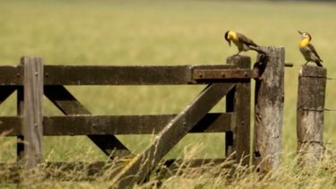 Se redujo la actividad del sector inmobiliario rural