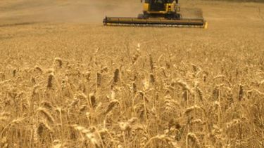 Ya se juntó casi un 5 por ciento del trigo nacional