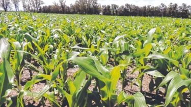 Luego de 32 meses finalizó la temporada de "La Niña"