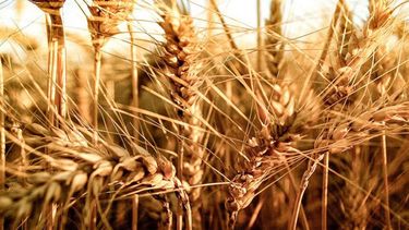 El Gobierno redobla la apuesta con el Fondo Estabilizador del Trigo