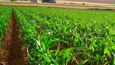 Afirman que la situación económica del agro es mejor que hace un año