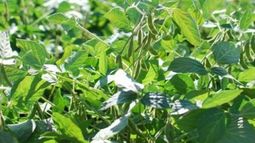 En la zona núcleo, la soja tolerante a sequía rindió 26% más que el testigo