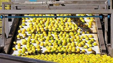 Buscan retomar las exportaciones de limones a la UE