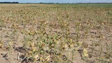 Panorama complicado para los productores locales.