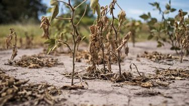 Piden establecer un seguro agrario frente al cambio climático