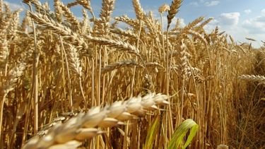 El trigo tendrá una producción récord en la temporada 2016-2017