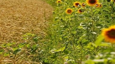 El trigo y el girasol mejoran por las lluvias en Santa Fe