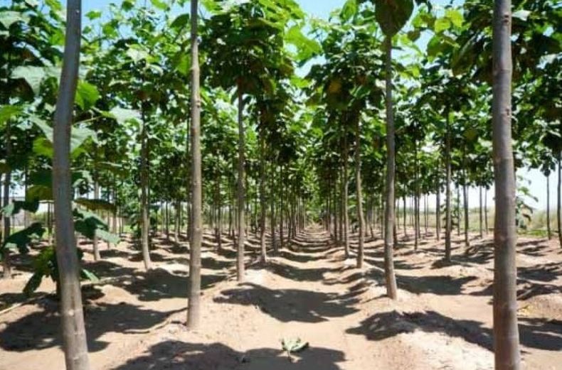 INTA busca aumentar el área dedicada para ensayos genéticos de eucaliptos