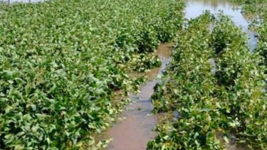 En febrero, la zona núcleo contará con un buen nivel de agua