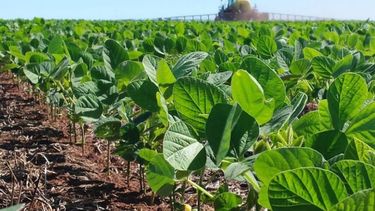 Las condiciones de la cosecha de soja.