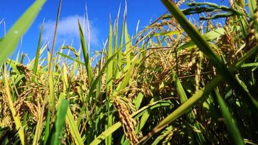 La producción de arroz retrocedió 7% por falta de lluvias