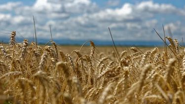 Recortaron en un millón de toneladas la estimación sobre el trigo