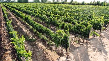 CRA se refirió a las consecuencias sobre el sector vitivinícola.