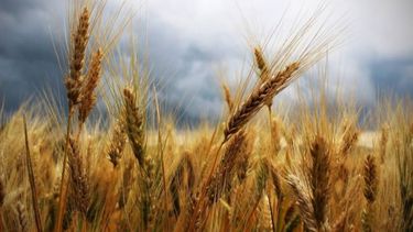 Reportan un magro avance de la cosecha de trigo en Santa Fe