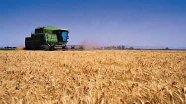 Calculan que la siembra de trigo subirá un 13% en la campaña 2014-2015