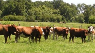 Coyuntura del agro causó la interrupción del proceso de retención de vientres