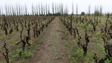 Emergencia agropecuaria en Mendoza y fitosanitaria en Río Negro
