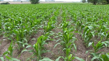 Las tareas de siembra de maíz se reanudaron la última semana gracias al retorno de las precipitaciones.
