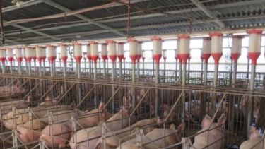 Invierten $70 millones en un criadero de cerdos en Córdoba