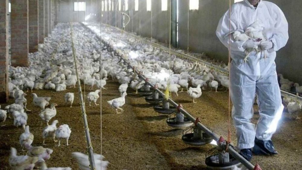 Cerraron la mayoría de los focos de influenza aviar