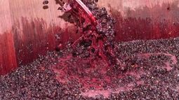 Mendoza y San Juan no firmarán este año el acuerdo del mosto