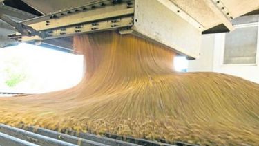 Subrayan que la molienda de trigo es la menor en cinco temporadas