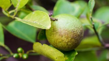 Conforman plan de contingencia por el HLB en Entre Ríos