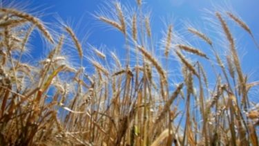 Señalan que Argentina tiene potencial para triplicar la superficie bajo riego