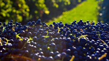 Solución a los problemas del productor vitivinícola estaría en las cooperativas