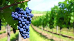 IICA y Coviar buscan impulsar la competitividad de la cadena vitivinícola