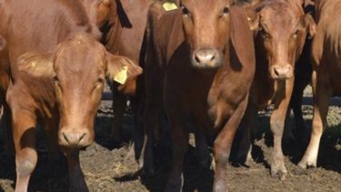 Continúa la asistencia económica para la lucha contra los parásitos en el ganado