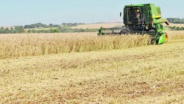 Reportan avances en la cosecha de soja
