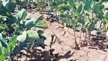 En lugares de la zona núcleo, la sequía es la más importante en 70 años