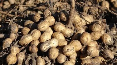 Piden quitar las retenciones para economías regionales